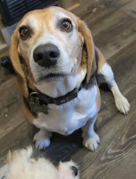 Beagle Dogs Available for Adoption in San Diego, California - Bailey | PetCurious