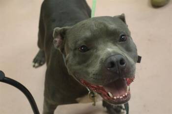DANIEL -  Mixed Breed Dog for Adoption in Columbia, South Carolina - DANIEL | PetCurious