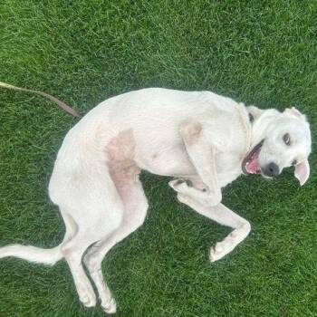 Fizzy -  Yellow Labrador Retriever Dog for Adoption in Denver, Colorado - Fizzy | PetCurious