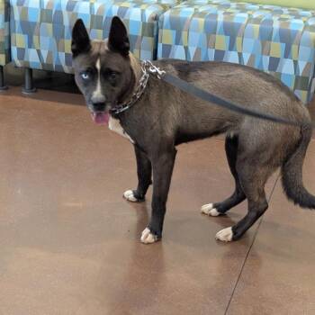 Husky and Pit Bull Terrier Dogs Available for Adoption in Lynchburg, Virginia - Lark | PetCurious