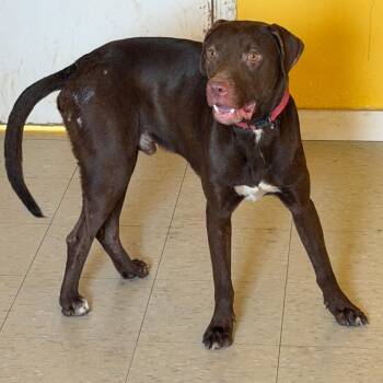 Buck -  Chocolate Labrador Retriever and Mixed Breed Dog for Adoption in Clarksdale, Mississippi - Buck | PetCurious