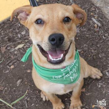 Miss Isabelle -  Labrador Retriever Dog for Adoption in Washington, District Of Columbia - Miss Isabelle | PetCurious