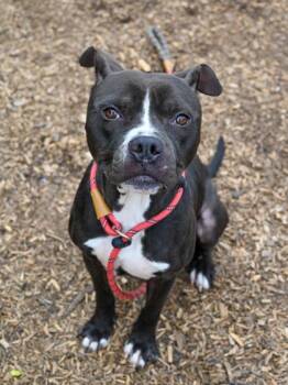 Mixed Breed Dogs Available for Adoption in Chamblee, Georgia - Albus | PetCurious