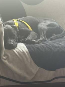 Shade -  Mixed Breed Dog for Adoption in Chamblee, Georgia - Shade | PetCurious