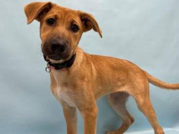 Moxi -  German Shepherd Dog and Mixed Breed Dog for Adoption in Minneapolis, Minnesota - Moxi | PetCurious