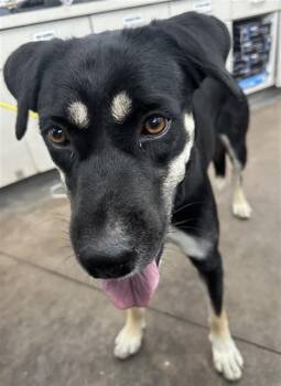 NANA -  Mixed Breed Dog for Adoption in Dallas, Texas - NANA | PetCurious