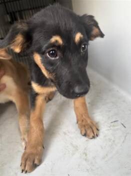 A660967 -  German Shepherd Dog and Mixed Breed Dog for Adoption in Houston, Texas - A660967 | PetCurious