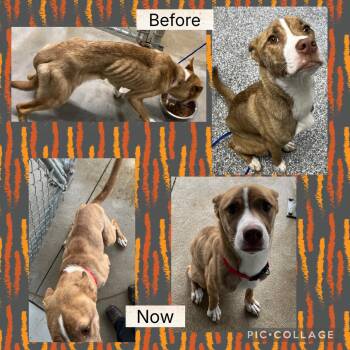 Rescue Pit Bull Terrier and Husky Dogs for Adoption in Bryan, Ohio - Cedar | PetCurious