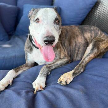 Money -  Pit Bull Terrier Dog for Adoption in Ramona, California - Money | PetCurious