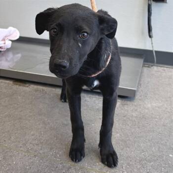 Mixed Breed Dogs Available for Adoption in Parker, Colorado - 597 (2026) Effie | PetCurious