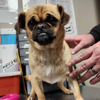 baked bean -  Pug and Mixed Breed Dog for Adoption in Yuma, Arizona - Baked Bean | PetCurious