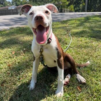 Russet -  Pit Bull Terrier Dog for Adoption in Madisonville, Kentucky - Russet | PetCurious