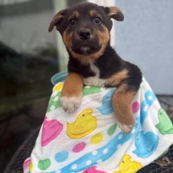 Mixed Breed Dogs Available for Adoption - Cohen | PetCurious