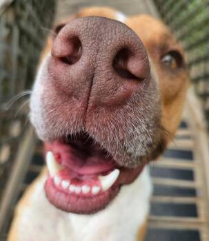 Odin -  Shepherd and Mixed Breed Dog for Adoption in Sherwood, Arkansas - Odin | PetCurious