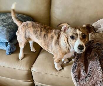 Dachshund and Chihuahua Dogs Available for Adoption in Knoxville, Tennessee - Hallie | PetCurious