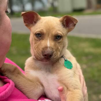 Mixed Breed Dogs Available for Adoption in Buffalo, Minnesota - Pocatello | PetCurious