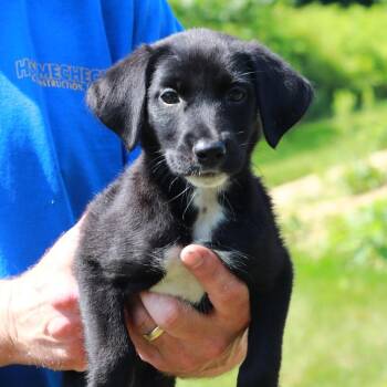 CT Luna Moth avail Jul 18 (Petco- Enfield, CT) -  Labrador Retriever and Mixed Breed Dog for Adoption in Stormville, New York - CT Luna Moth Avail Jul 18 (Petco- Enfield, CT) | PetCurious