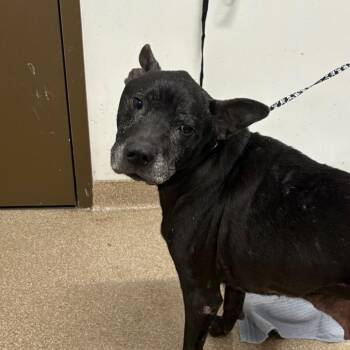 Labrador Retriever Dogs Available for Adoption in League City, Texas - Gunner | PetCurious