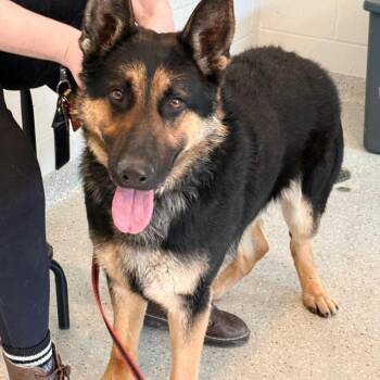 German Shepherd Dog Dogs Available for Adoption - Sherman | PetCurious