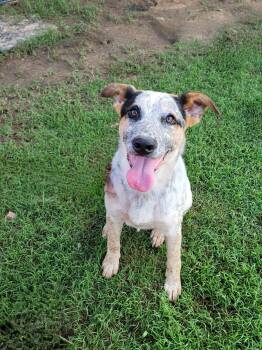 Rescue Cattle Dog Dogs for Adoption in Muskogee, Oklahoma - Gus | PetCurious