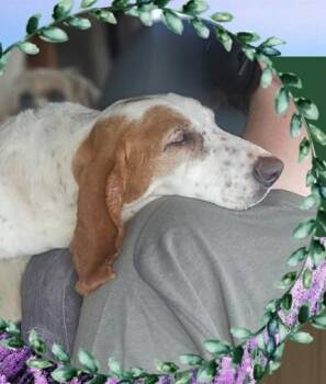 Zoe $550 -  Basset Hound Dog for Adoption in West Milwaukee, Wisconsin - Zoe $550 | PetCurious