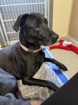 Rose ( FKA BJ) -  Labrador Retriever and Mixed Breed Dog for Adoption in East Brookfield, Massachusetts - Rose ( FKA BJ) | PetCurious