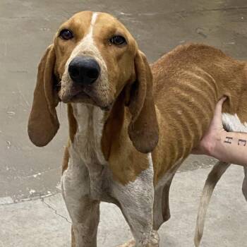 Copper -  English Coonhound Dog for Adoption in Corbin, Kentucky - Copper | PetCurious