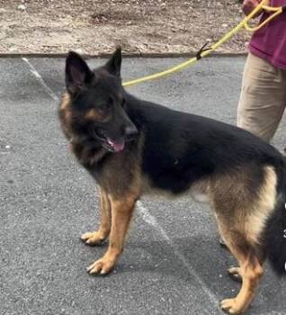 Rescue German Shepherd Dog Dogs for Adoption in Brookfield, Connecticut - Lucca (Rover) | PetCurious