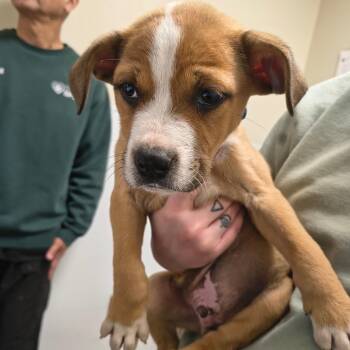 Pit Bull Terrier Dogs Available for Adoption - Dale | PetCurious