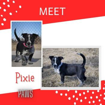Terrier Dogs Available for Adoption - Pixie | PetCurious