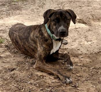 Great Dane and Boxer Dogs Available for Adoption in Shepherd, Texas - Sweet Shadow | PetCurious