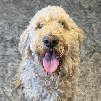 Vienna -  Standard Poodle Dog for Adoption in Moses Lake, Washington - Vienna | PetCurious