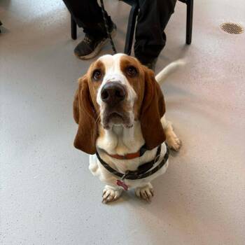 Basset Hound Dogs Available for Adoption - Freckles Stray Hold 4/08 | PetCurious