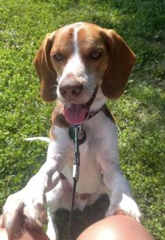 Bandit -  Beagle Dog for Adoption in Brookville, Ohio - Bandit | PetCurious