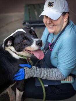 Ham Hock -  Mixed Breed Dog for Adoption in Chamblee, Georgia - Ham Hock | PetCurious