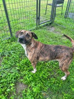 Ruby -  Mixed Breed Dog for Adoption in Scott, Louisiana - Ruby | PetCurious
