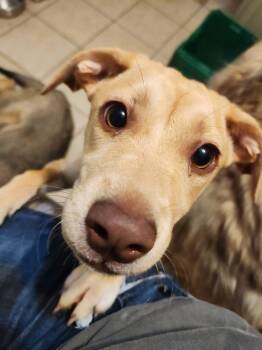 Terrier Dogs Available for Adoption in New London, Wisconsin - Twiggy | PetCurious