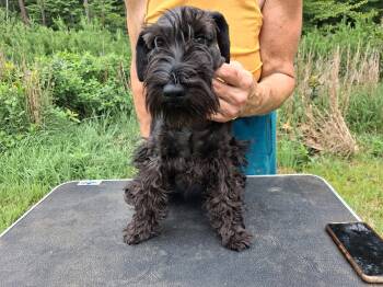 Sammy -  Miniature Schnauzer Dog for Sale in New Canton, Virginia - Sammy | PetCurious