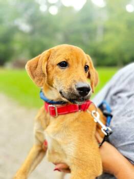 Havana -  Mixed Breed Dog for Adoption in Warren, Ohio - Havana | PetCurious