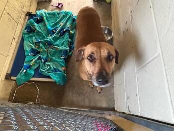 Rhodesian Ridgeback and Mixed Breed Dogs Available for Adoption - A376330 | PetCurious