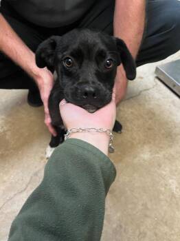 Gerardo -  Terrier Dog for Adoption in New Braunfels, Texas - Gerardo | PetCurious
