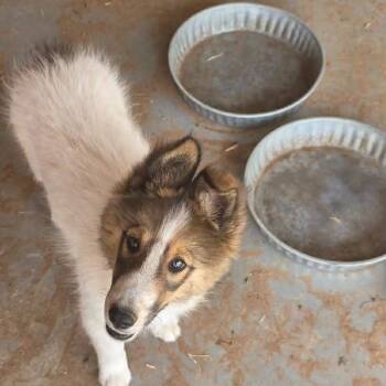 Shetland Sheepdog Sheltie Dogs Available for Adoption in Uxbridge, Massachusetts - Shasta | PetCurious