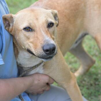 Billy -  Yellow Labrador Retriever Dog for Adoption in Okolona, Mississippi - Billy | PetCurious