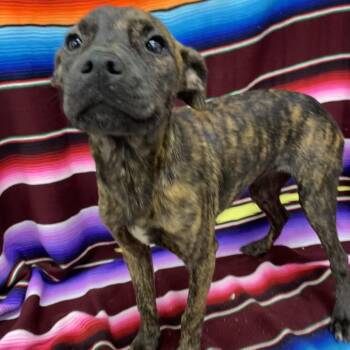 Rayne -  Mountain Cur and Mixed Breed Dog for Adoption in Corbin, Kentucky - Rayne | PetCurious