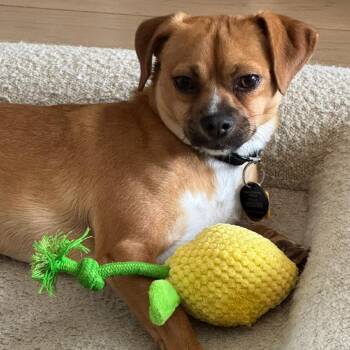 Chihuahua and Retriever Dogs Available for Adoption in New York, New York - Frozo | PetCurious