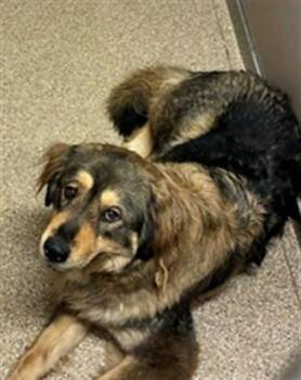 Leonberger and Mixed Breed Dogs Available for Adoption in Albuquerque, New Mexico - LEONA | PetCurious