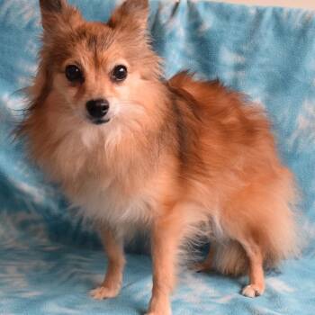 Pomeranian Dogs Available for Adoption - Patty | PetCurious