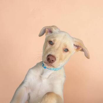 Labrador Retriever and Husky Dogs Available for Adoption in Hatfield, Pennsylvania - Luca | PetCurious