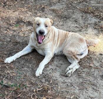 Rescue Golden Retriever and Great Pyrenees Dogs for Adoption in Jeffersonville, Georgia - Tank | PetCurious