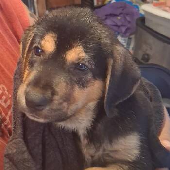 Bluey -  Hound and Mixed Breed Dog for Adoption in Corpus Christi, Texas - Bluey | PetCurious